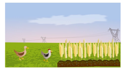 um amor de primeira vista.